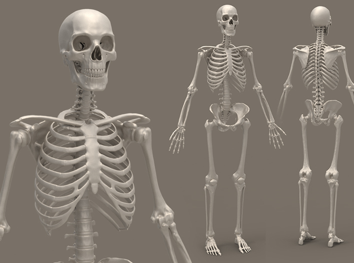 Human Skeleton 1/6 Scale Figure