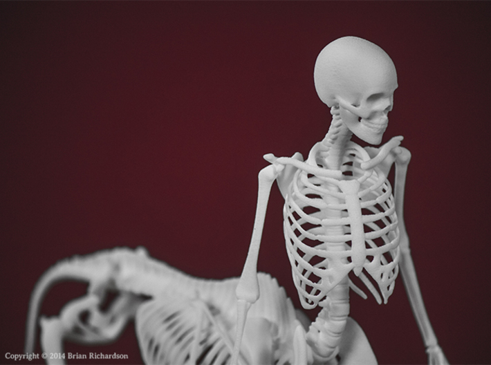 Centaur Skeleton 3d printed 