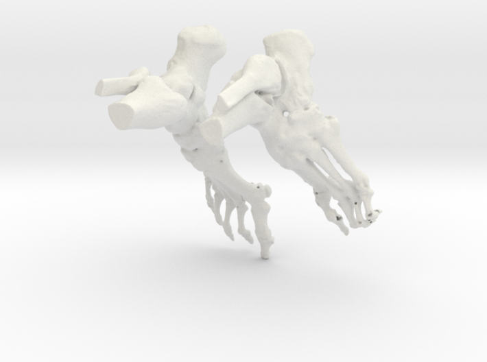 Bruce Ankle CT scan model 3d printed