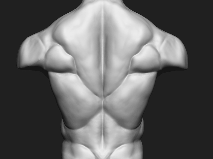 3D Male torso  3d printed back view
