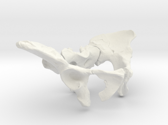 AL288-1 pelvis reconstruction (1/2 size). 3d printed