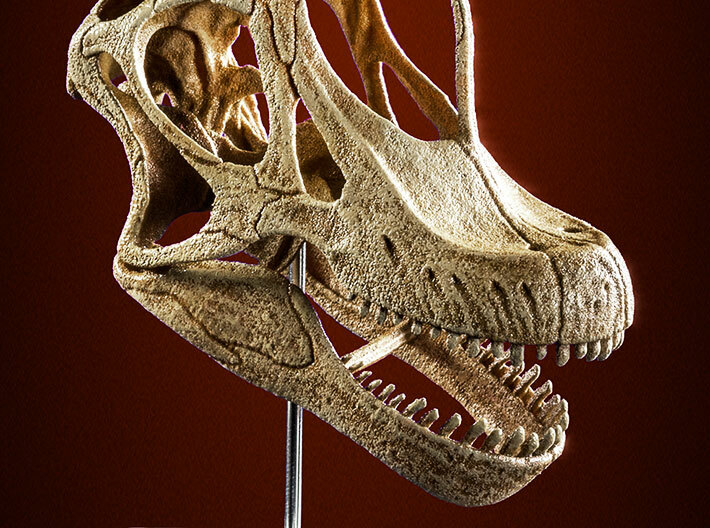 Giraffatitan - dinosaur skull replica 3d printed Product photo