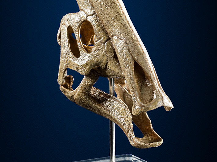 Parasaurolophus - dinosaur skull replica 3d printed Photo of 3D printed model