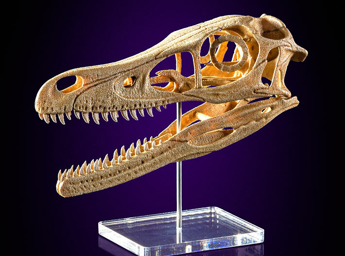 Velociraptor - dinosaur skull replica 3d printed Photo of 3D print