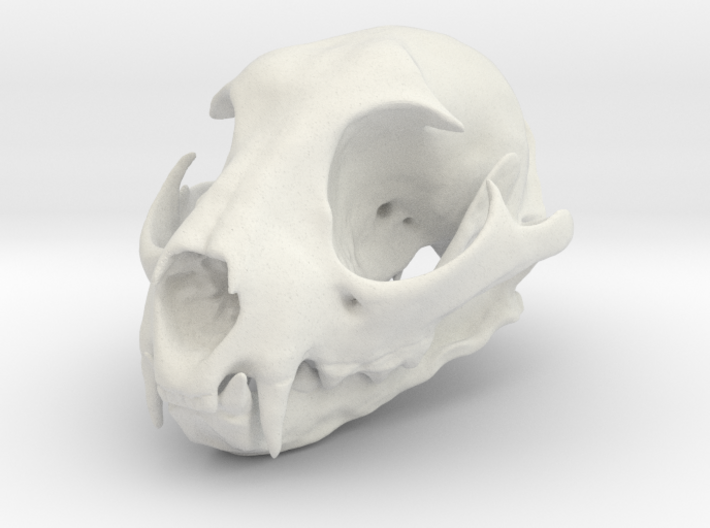 Bobcat Skull - Closed Jaw Statue 3d printed