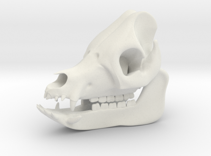 Pig Skull 3D Printed Model 3d printed Pig Skull 3D Printed Model