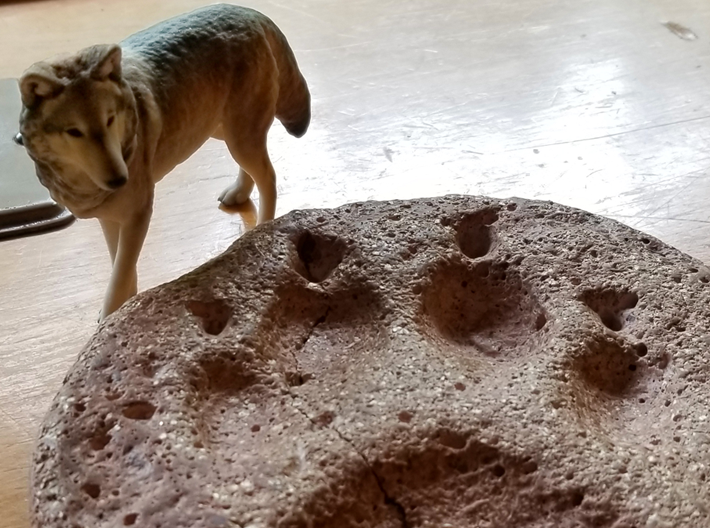Lakota 3d printed Pictured at the International Wolf Center, with the paw print of the real-life Lakota