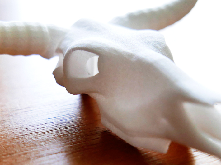 White Longhorn Skull 3d printed 