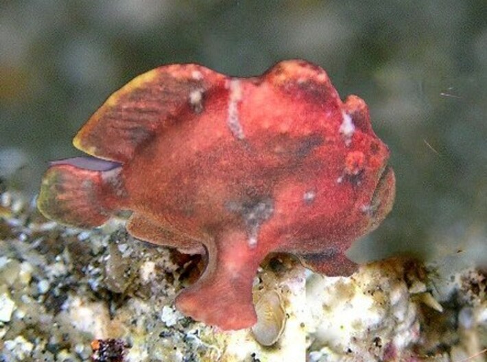 Frogfish 3d printed Photo of  actual model shown on coral backdrop