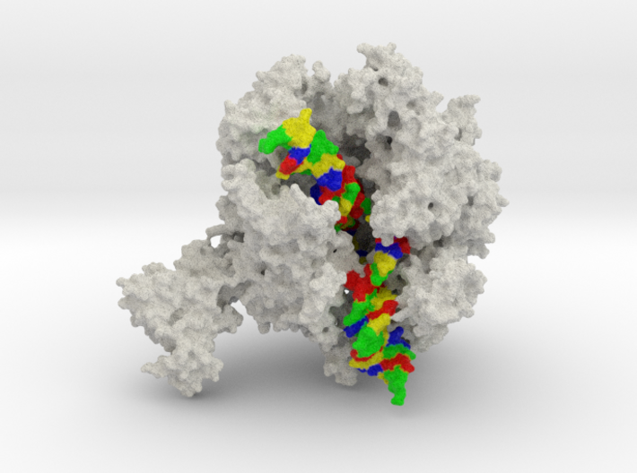RNA Polymerase II 3d printed