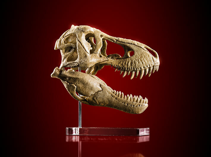 Tyrannosaurus skull - dinosaur model 3d printed Actual photo