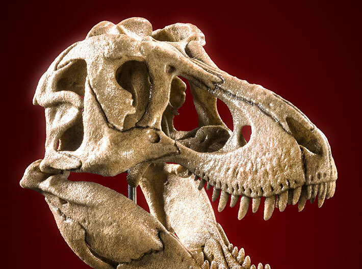 Tyrannosaurus skull - dinosaur model 3d printed Product photo
