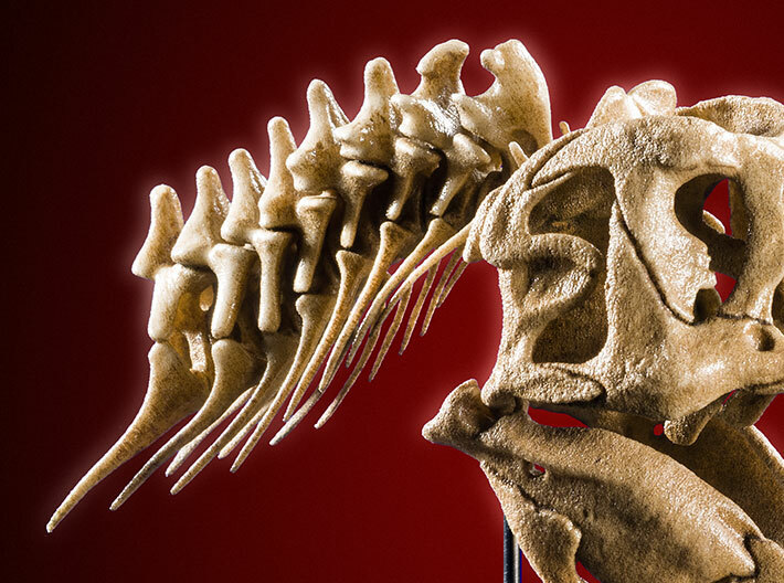 Tyrannosaurus - dinosaur skull and neck vertebrae 3d printed Product photo