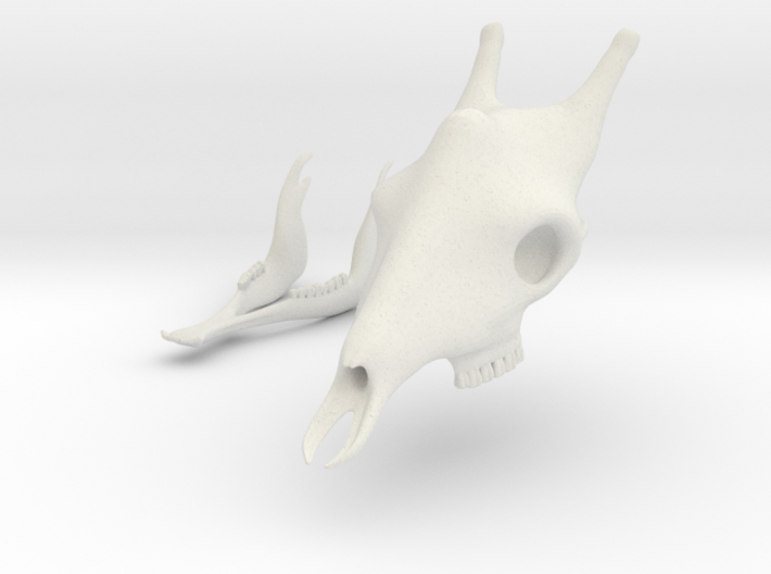 Giraffe Skull 3D Printed Model 3d printed