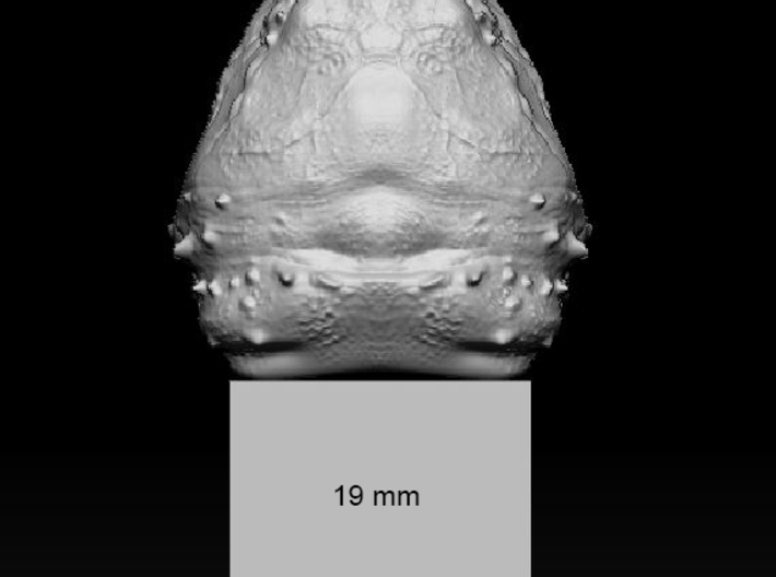 Alligator_snapping_turtle_head_03_19mm_back_edge 3d printed Head with 19mm reference square