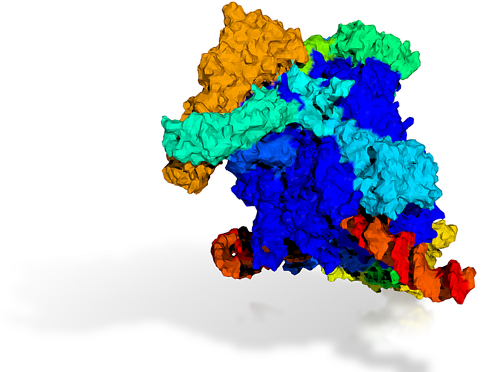 RNA Polymerase I (Large) 3d printed