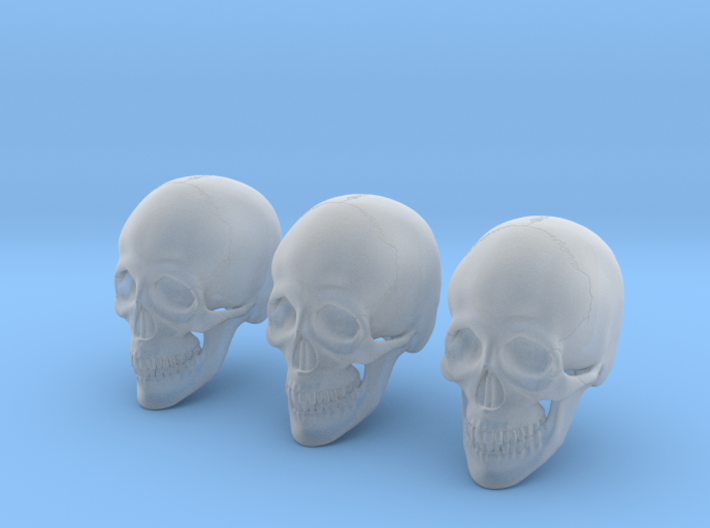 1:16 Scale Human Skull - Bundle 3d printed