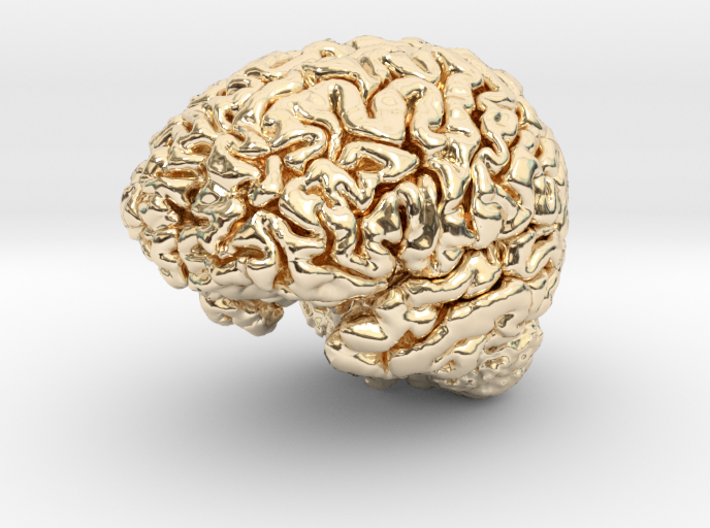 Human Brain Model (Small) 3d printed