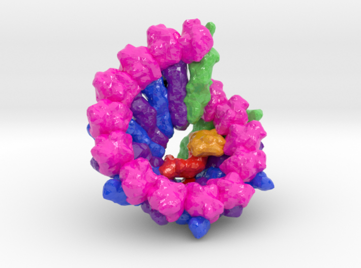 Human γ-Tubulin Ring Complex (γ-TuRC) (Large) 3d printed