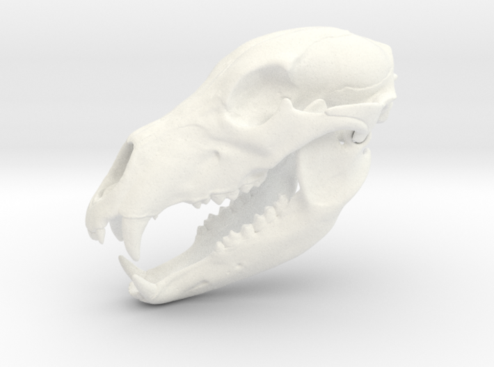Bear Skull. Jointed Jaw. 10cm 3d printed 