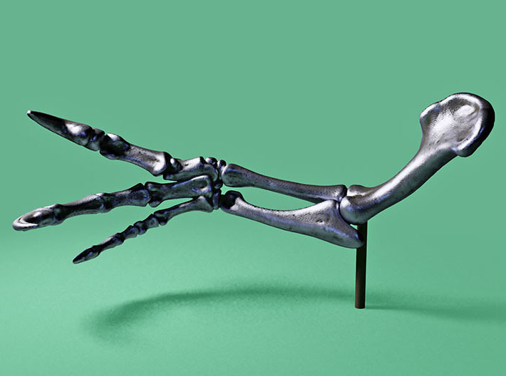 Allosaurus arm, right side dinosaur model 3d printed 