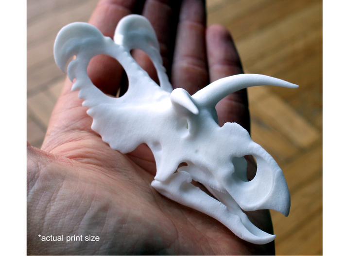 Medusaceratops Skull- 1/18th scale replica 3d printed 