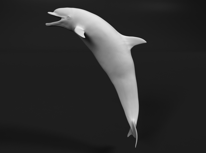 Bottlenose Dolphin 1:12 Mouth open 3d printed