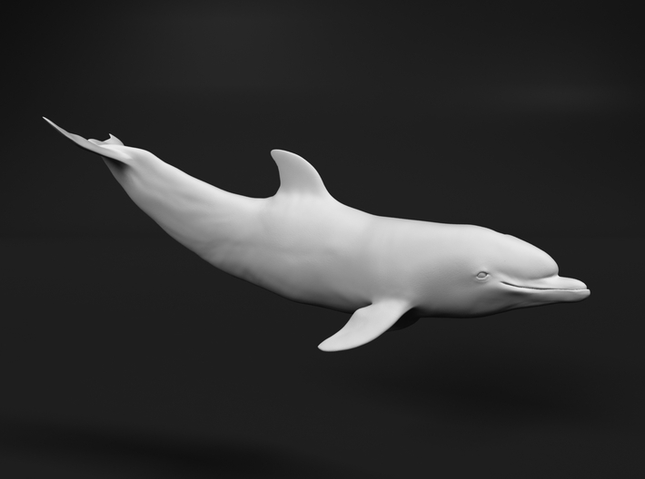 Bottlenose Dolphin 1:6 Calf 2 3d printed