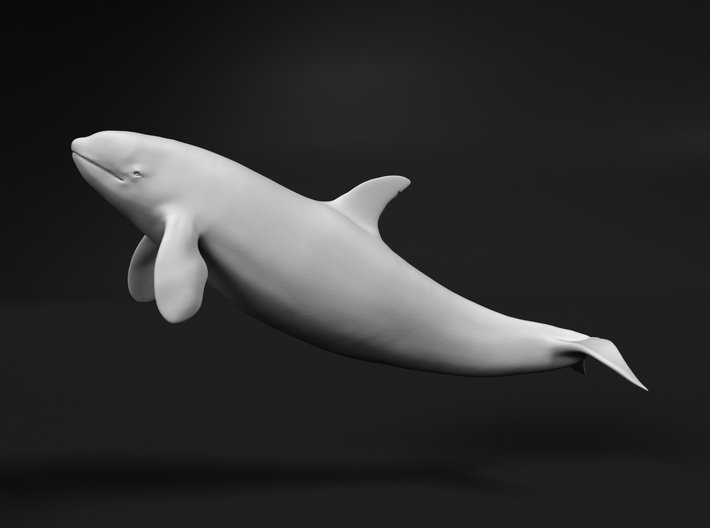 Killer Whale 1:48 Swimming Female 1 3d printed