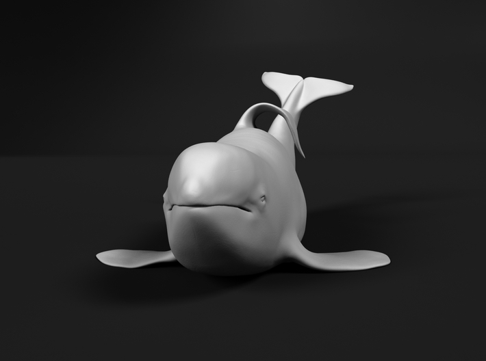 Killer Whale 1:16 Captive male out of the water 3d printed 