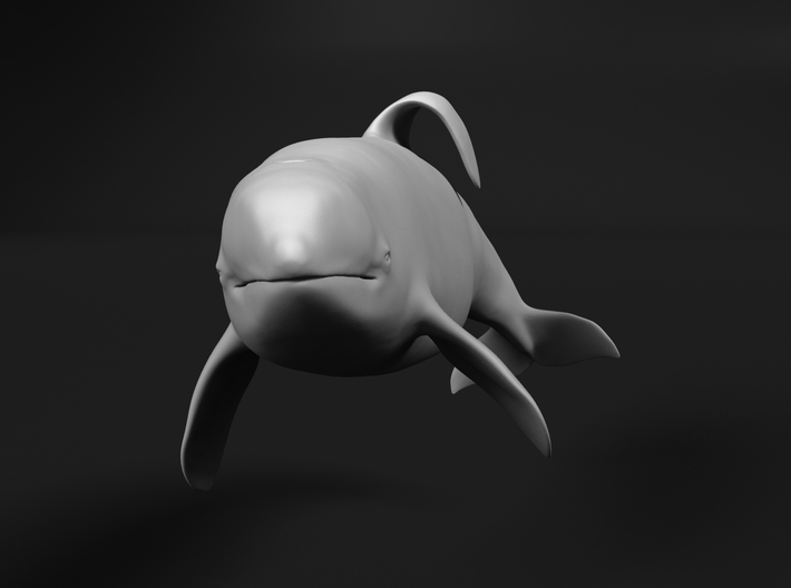 Killer Whale 1:45 Captive male swimming 3d printed