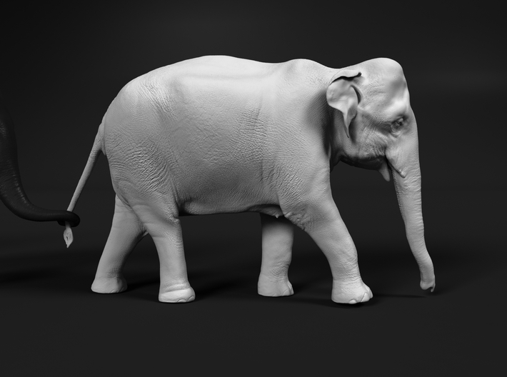 Indian Elephant 1:16 Female walking in a line 1 3d printed