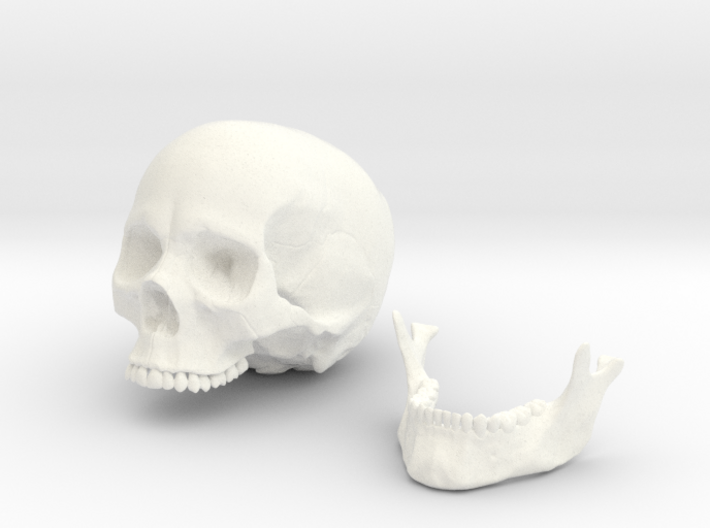 Anatomical Human Male Skull 3d printed