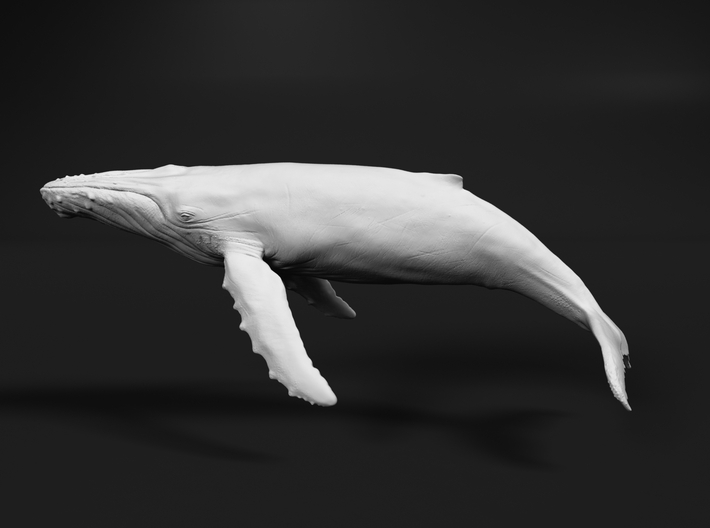 Humpback Whale 1:25 Swimming Female 3d printed 