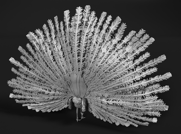 Indian Peafowl 1:6 Displaying Peacock 3d printed 