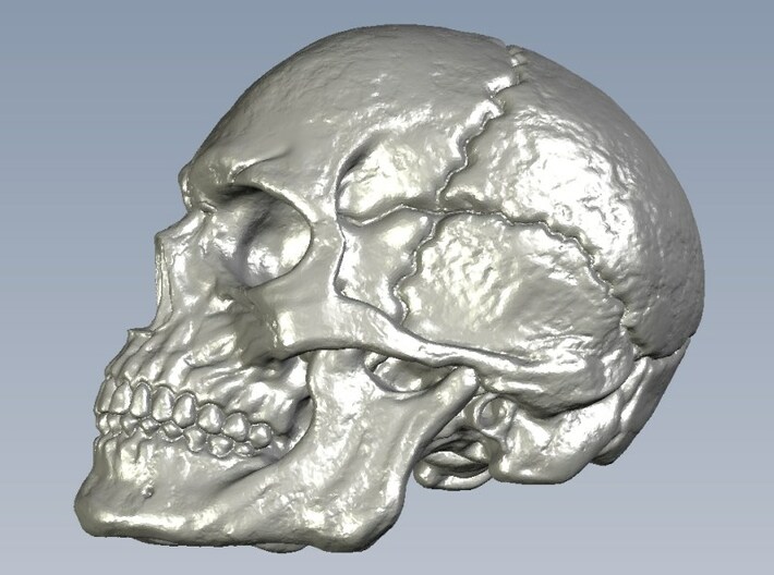 1/24 scale human skull miniatures x 5 3d printed 