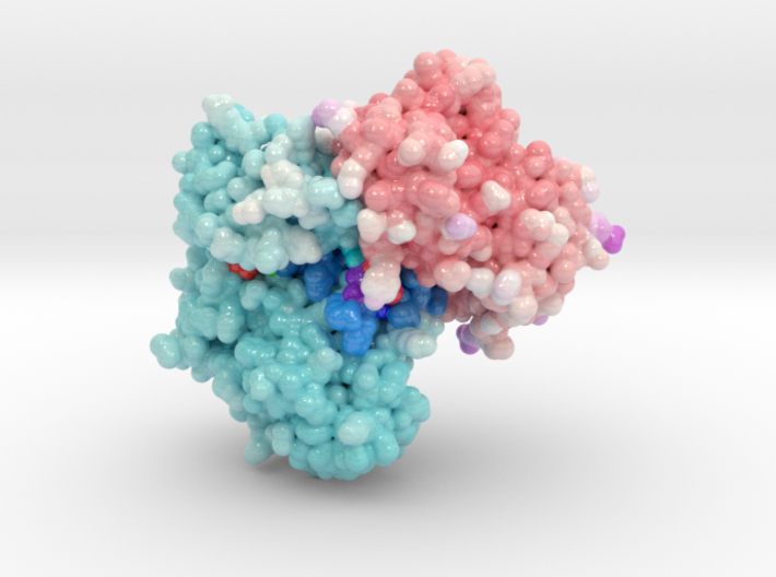 Structure of PCDK2/CYCLINA bound to ADP and 1 MAGN 3d printed