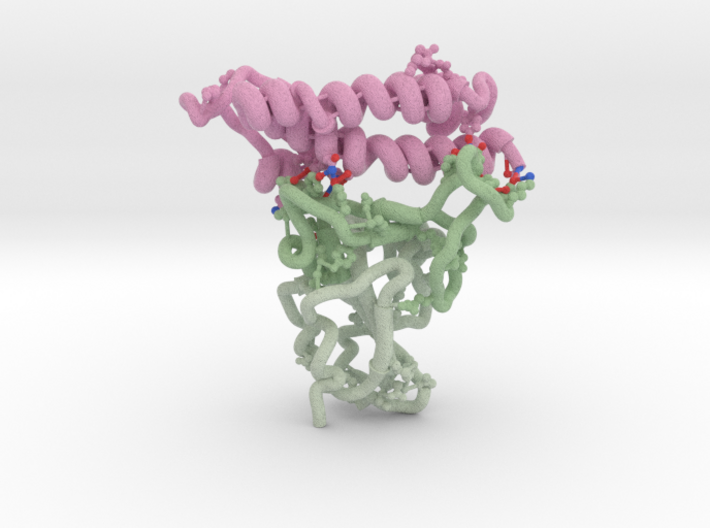 SARS-CoV-1 RBD Antibody Complex 6ACG 3d printed