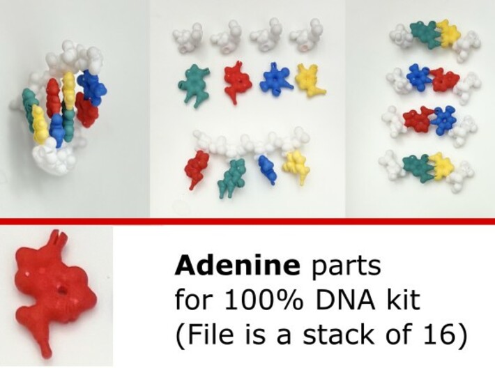 Adenine piece at 100% scale (bundle of 16) 3d printed DNA model kit (100%)