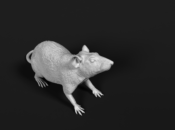 Brown Rat 1:20 Sitting on four legs 3d printed 