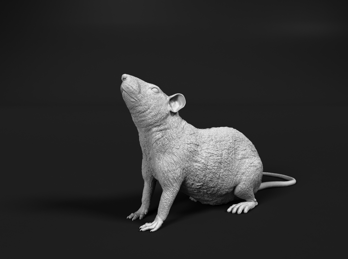 Brown Rat 1:20 Looking up 3d printed 