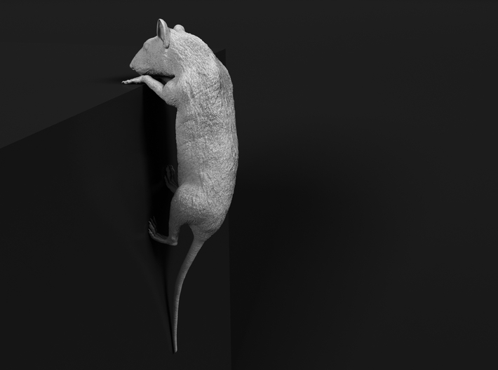 Brown Rat 1:9 Climbing on edge 3d printed 