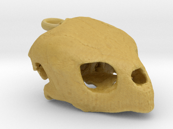 Loggerhead Sea Turtle Skull 3d printed