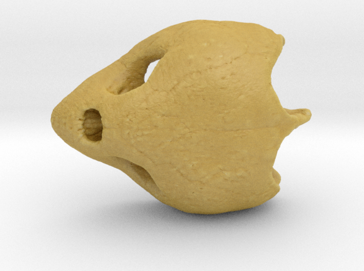 Loggerhead Sea Turtle Skull 3d printed