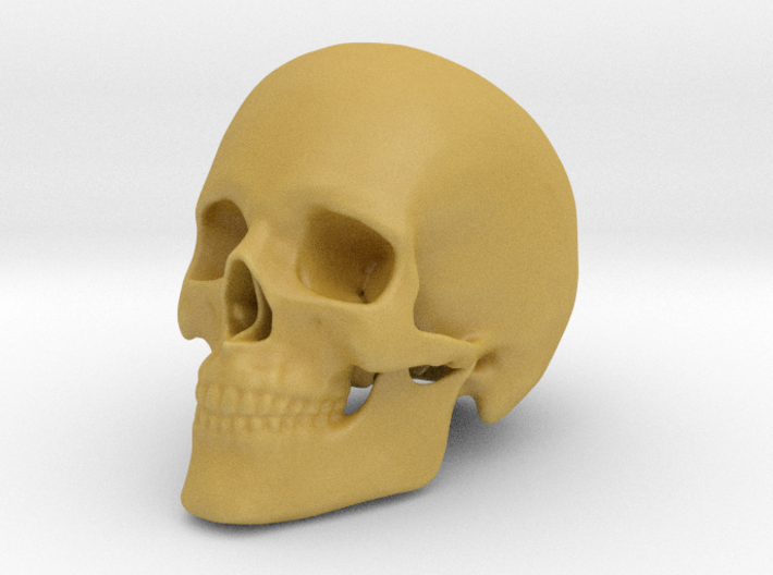 Human Skull 3d printed