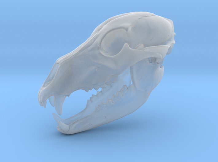Bear Skull. Jointed Jaw. 10cm 3d printed