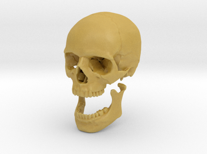 42mm 1.65in Human Skull Crane Schädel че́реп 3d printed