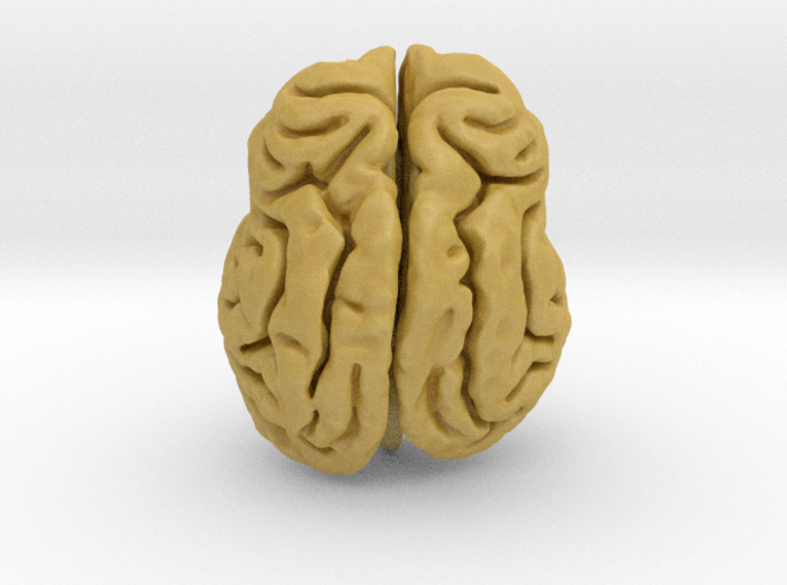 Leopard brain 3d printed