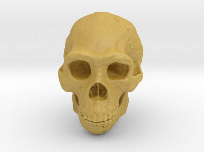 Real Skull : Homo erectus (Scale 1/1) 3d printed