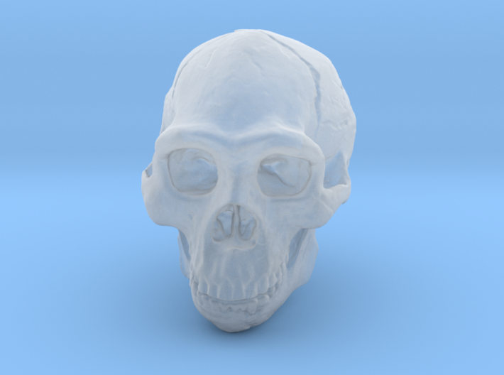 Real Skull : Homo erectus (Scale 1/2) 3d printed